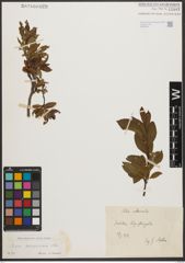 Foto von Salix waldsteiniana Willd.